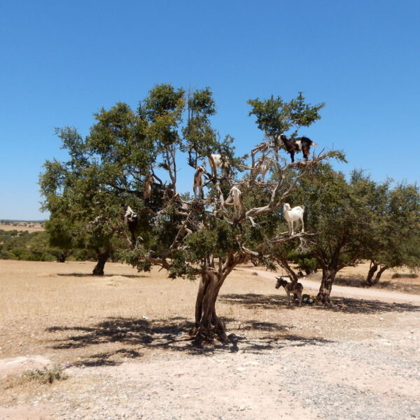 argan tree