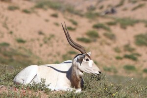 souss massa national park