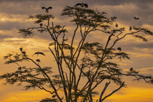 morocco birdwatching