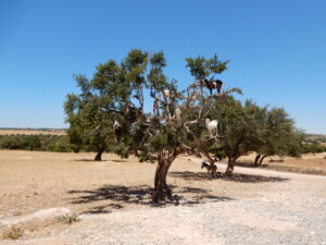 goats on argan tree