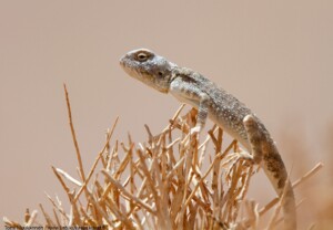 lizard in sahara desert