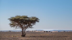 acacia tree in sahara