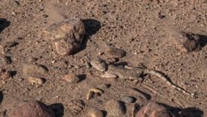 lizard in sahara desert