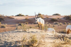 oryx in sahara desert