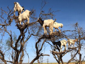 goats in argan tree