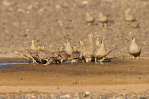 14-Day Tour Morocco Birding Tours