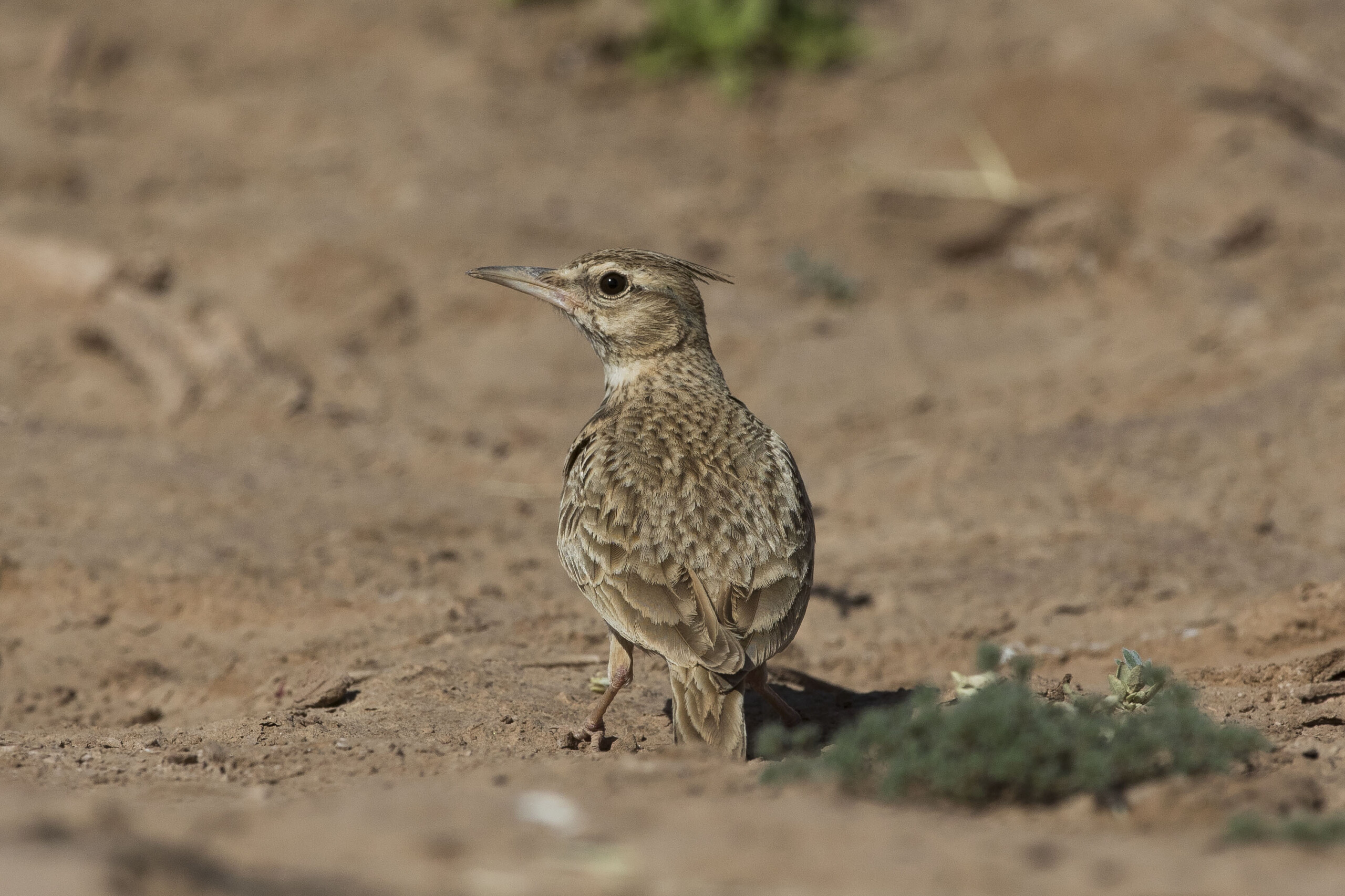 Morocco Birding Tours