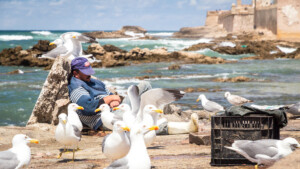 essaouira seagulls