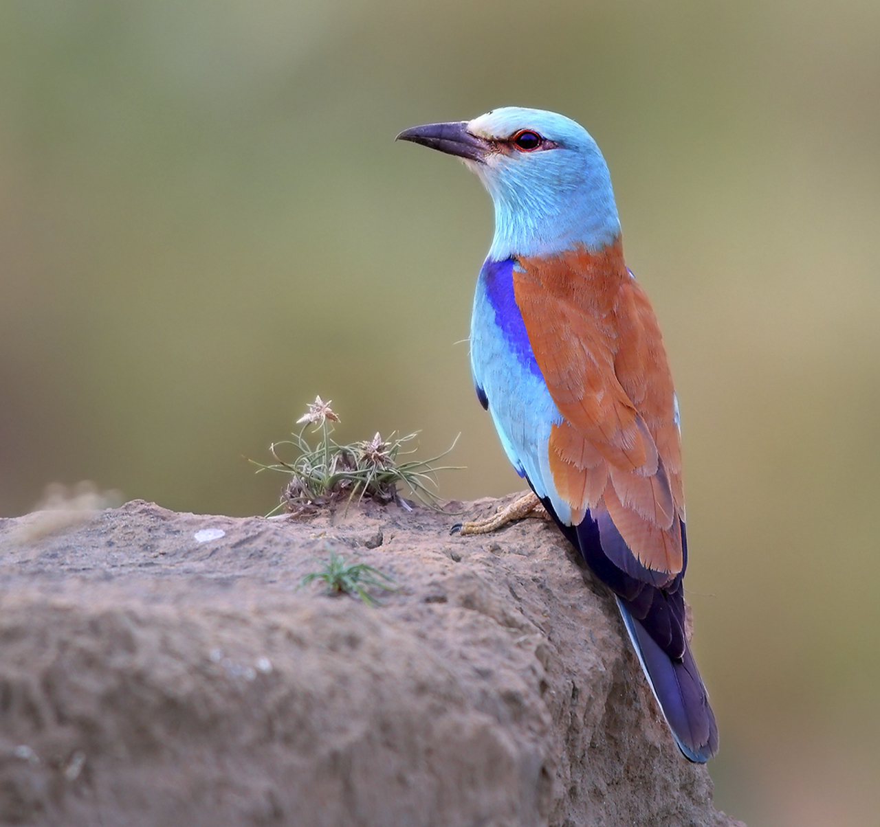 morocco birdwatching