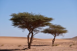 Ouarzazate Desert Tour