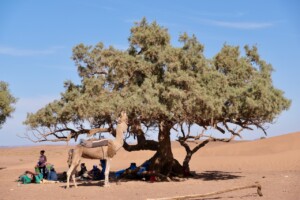 Ouarzazate Desert Tour