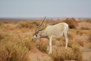 oryx in morocco