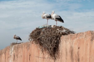 day trip to Marrakech from Casablanca