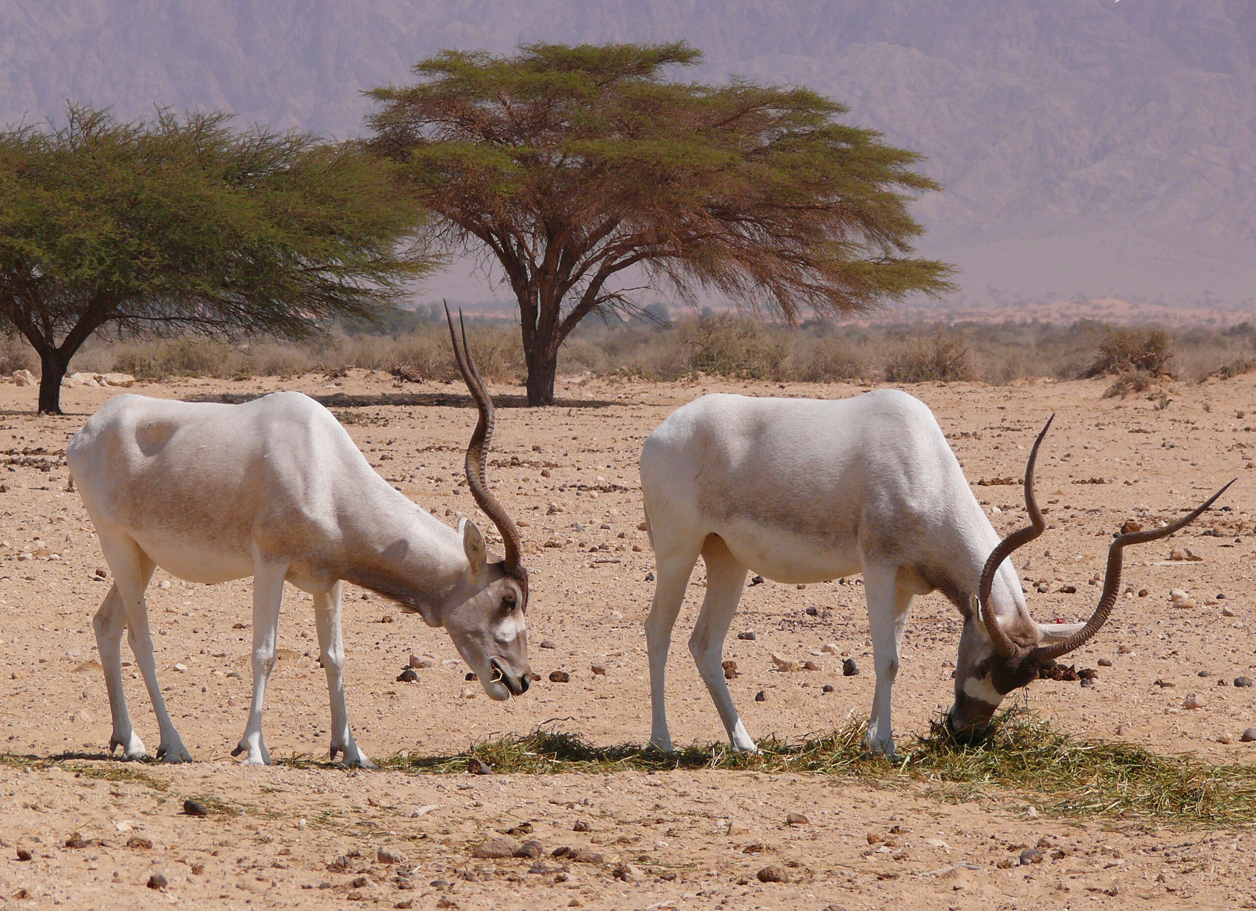 addax in erg chigaga