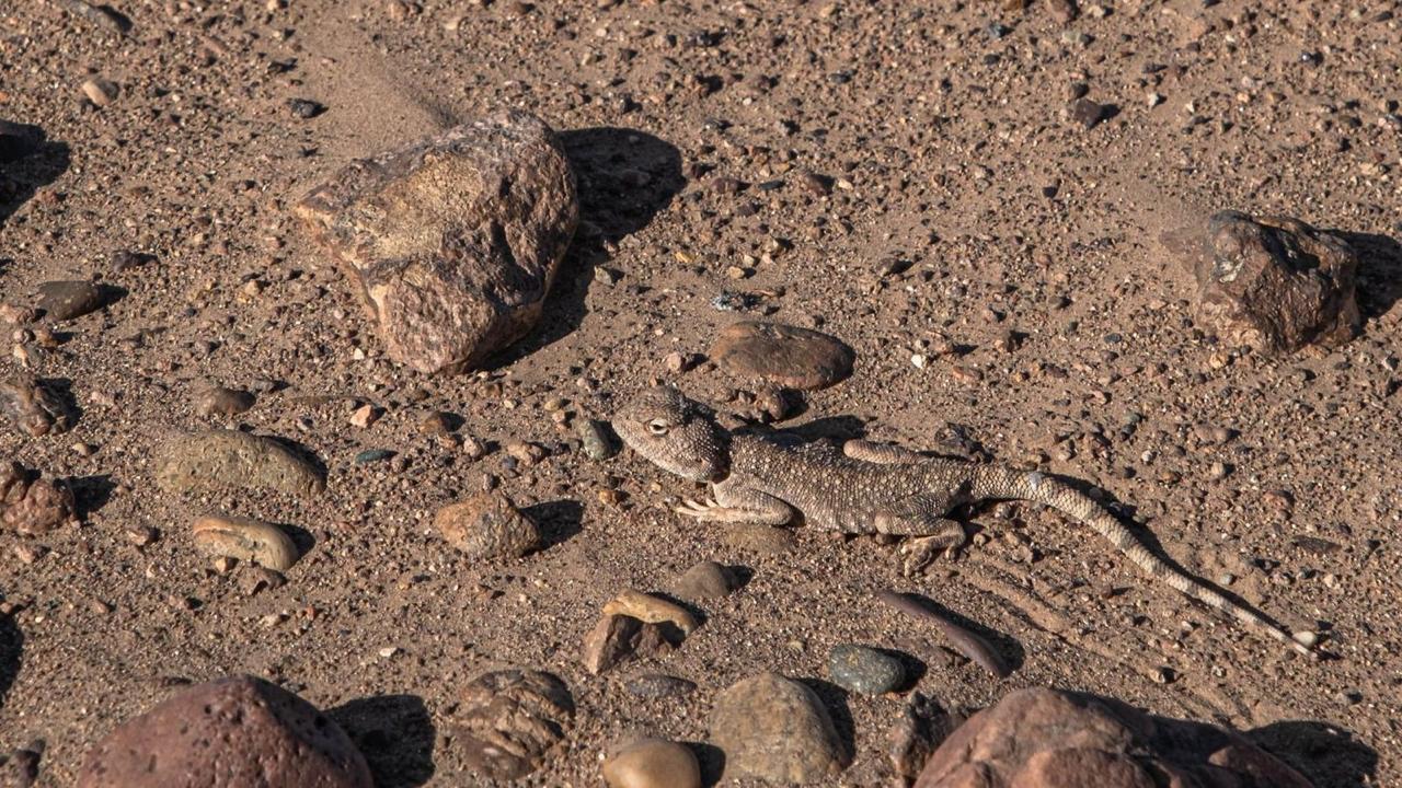 wildlife in erg chigaga